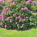 לינה וארוחת בוקר Viering