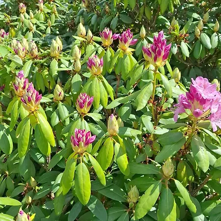 לינה וארוחת בוקר Viering